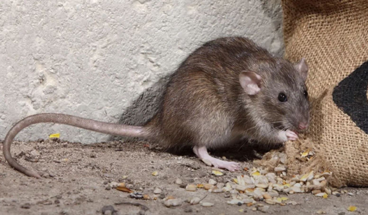 фото: Профессиональная дератизация в поселке Московской области Развилка: <br/>+7-909-173-42-96