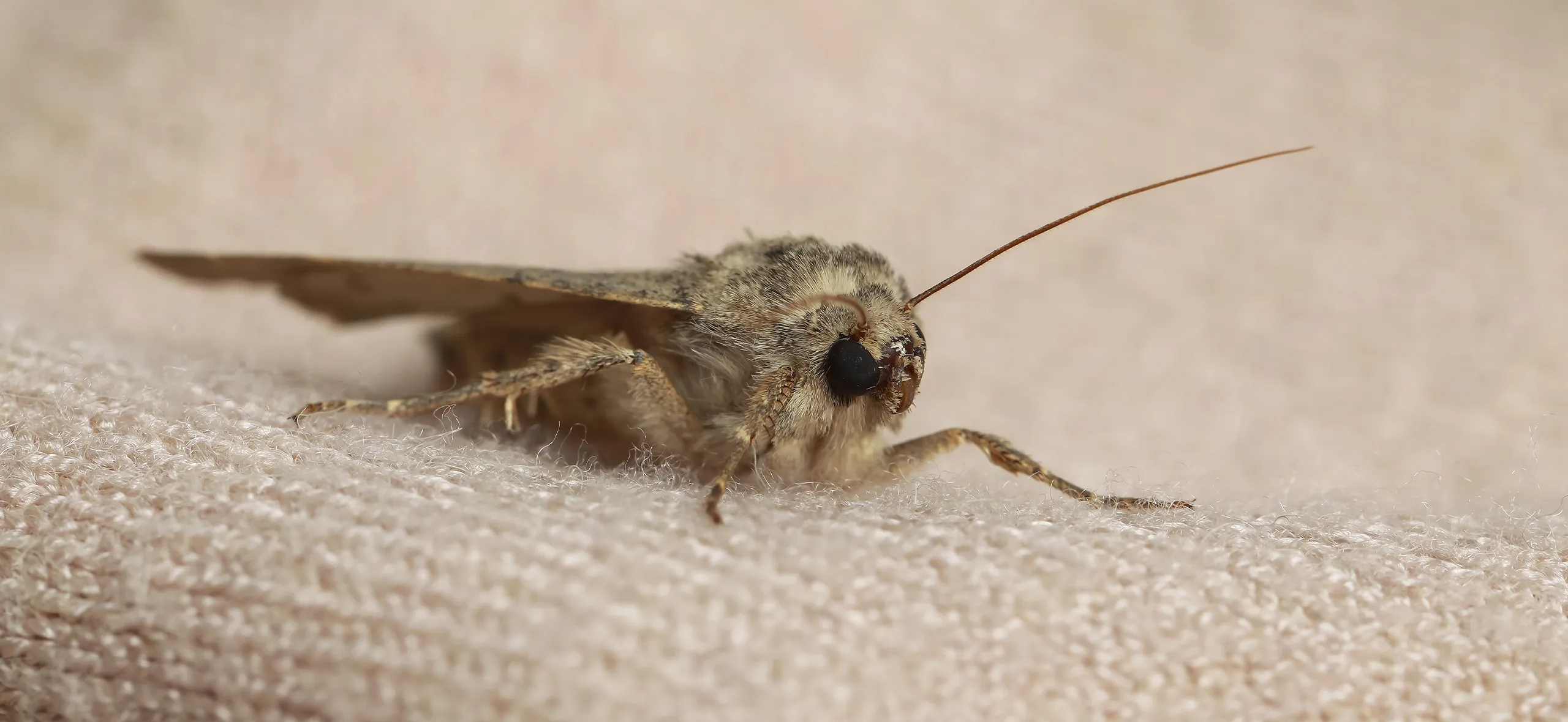 фото: Профессиональная обработка от моли в поселке Московской области Развилка: <br/>+7-909-173-42-96